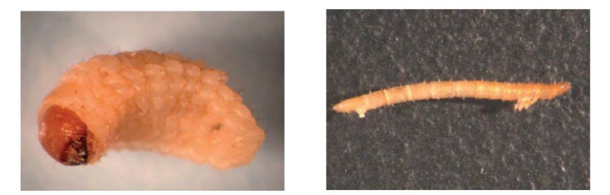 Insect larvae picture