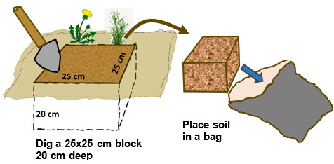 Macrofauna digging ENG