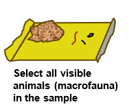 Macrofauna searching ENG