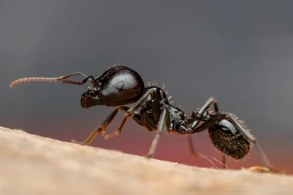 ant