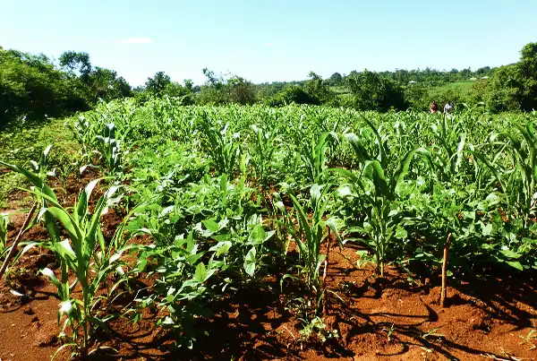 Crop field on smallholder farm