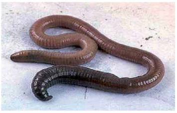 earthworm macrofauna